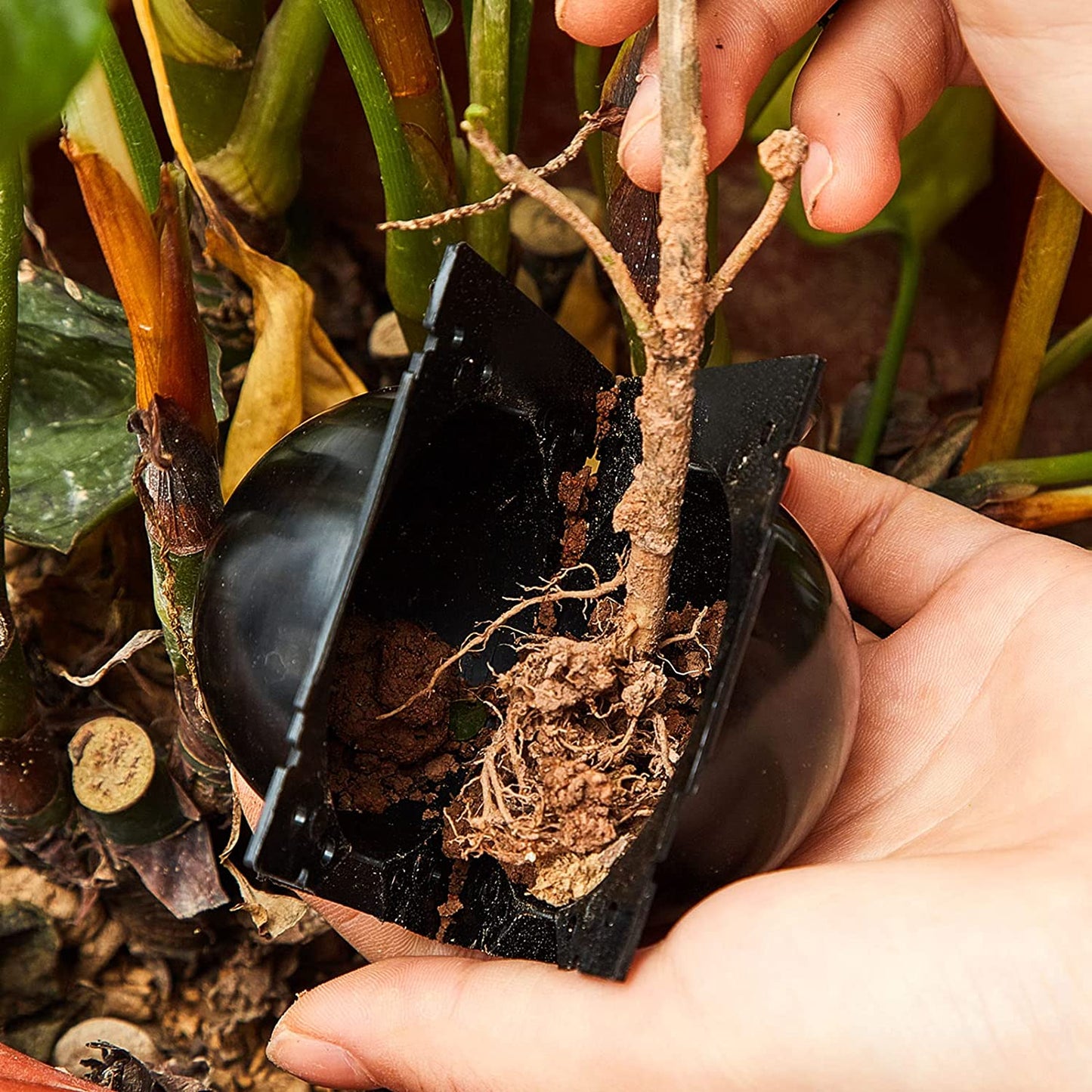 Rootball Grow Box – Effortless Plant Propagation with Reusable Rooting Container