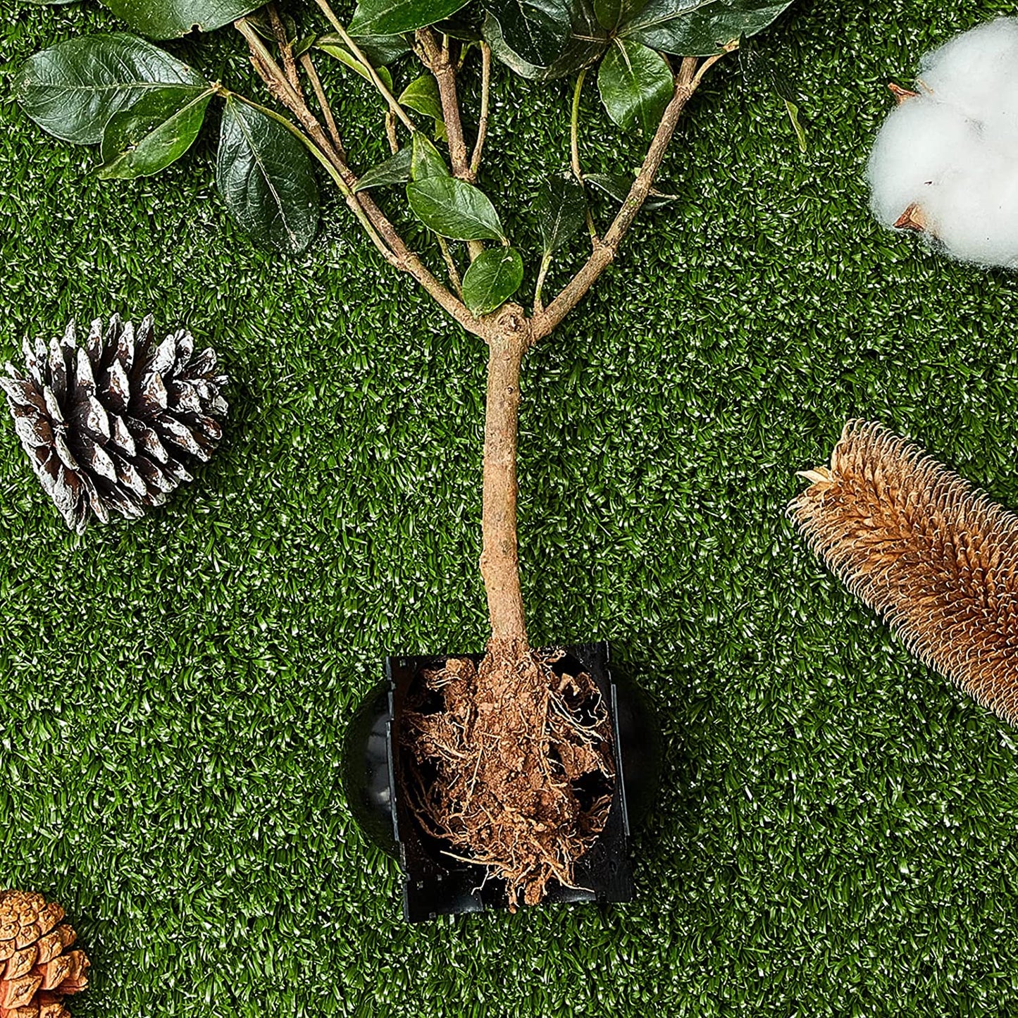 Rootball Grow Box – Effortless Plant Propagation with Reusable Rooting Container