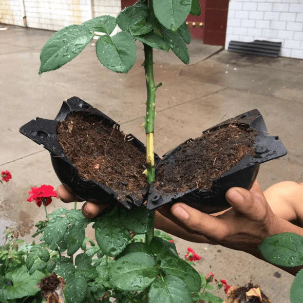 Rootball Grow Box – Effortless Plant Propagation with Reusable Rooting Container