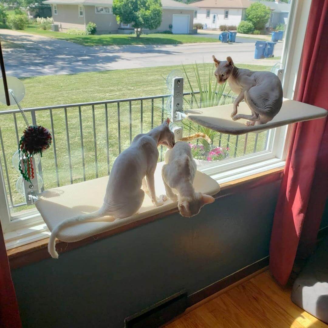 Pawperch – Foldable Cat Hammock with Wall-Friendly Mount | No-Drill Window Seat for Cats
