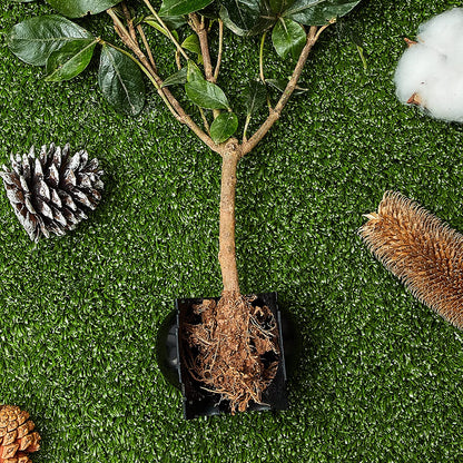 Rootball Grow Box – Effortless Plant Propagation with Reusable Rooting Container