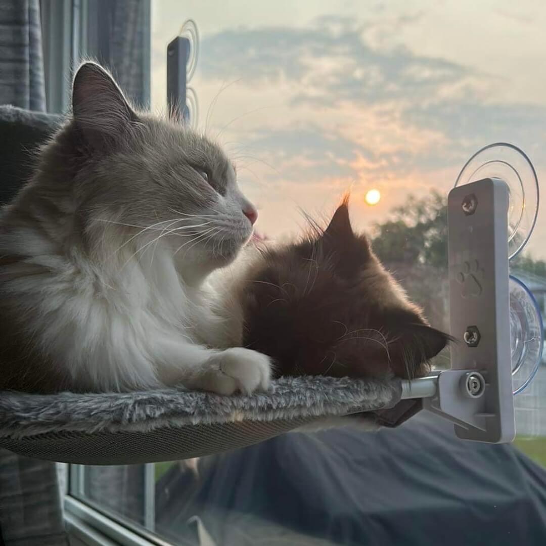 Pawperch – Foldable Cat Hammock with Wall-Friendly Mount | No-Drill Window Seat for Cats