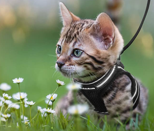 Adventure Harness – Escape-Proof Cat Harness with Reflective Leash for Safe Outdoor Exploration